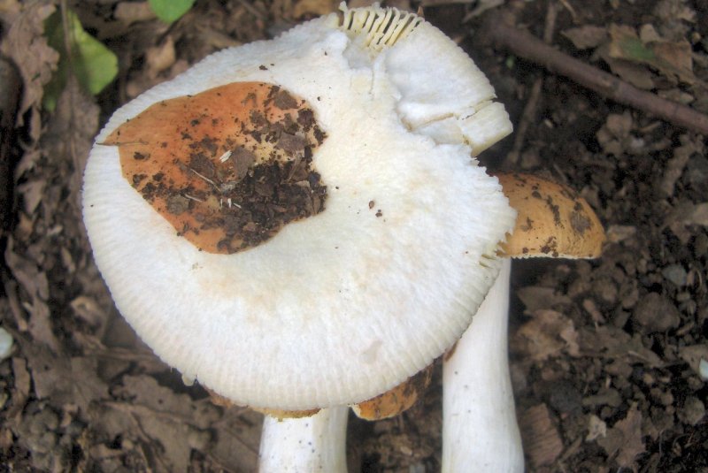 Russula da determinare 2